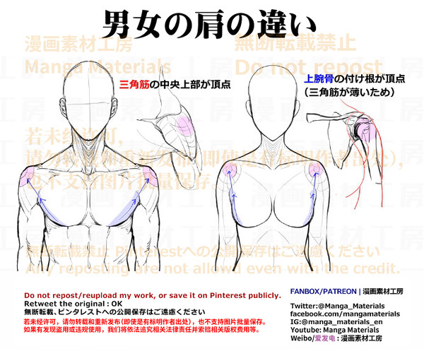 個人メモ：男女の肩の違い